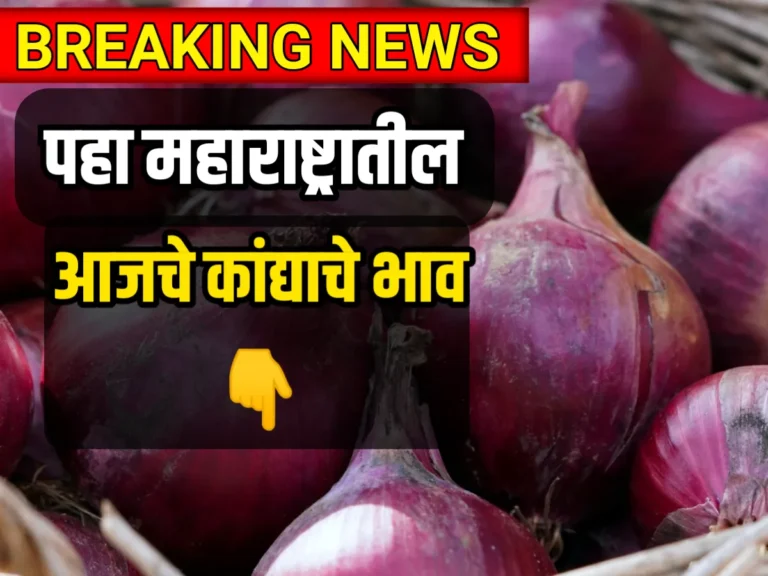 onion price, कांद्याचे भाव,