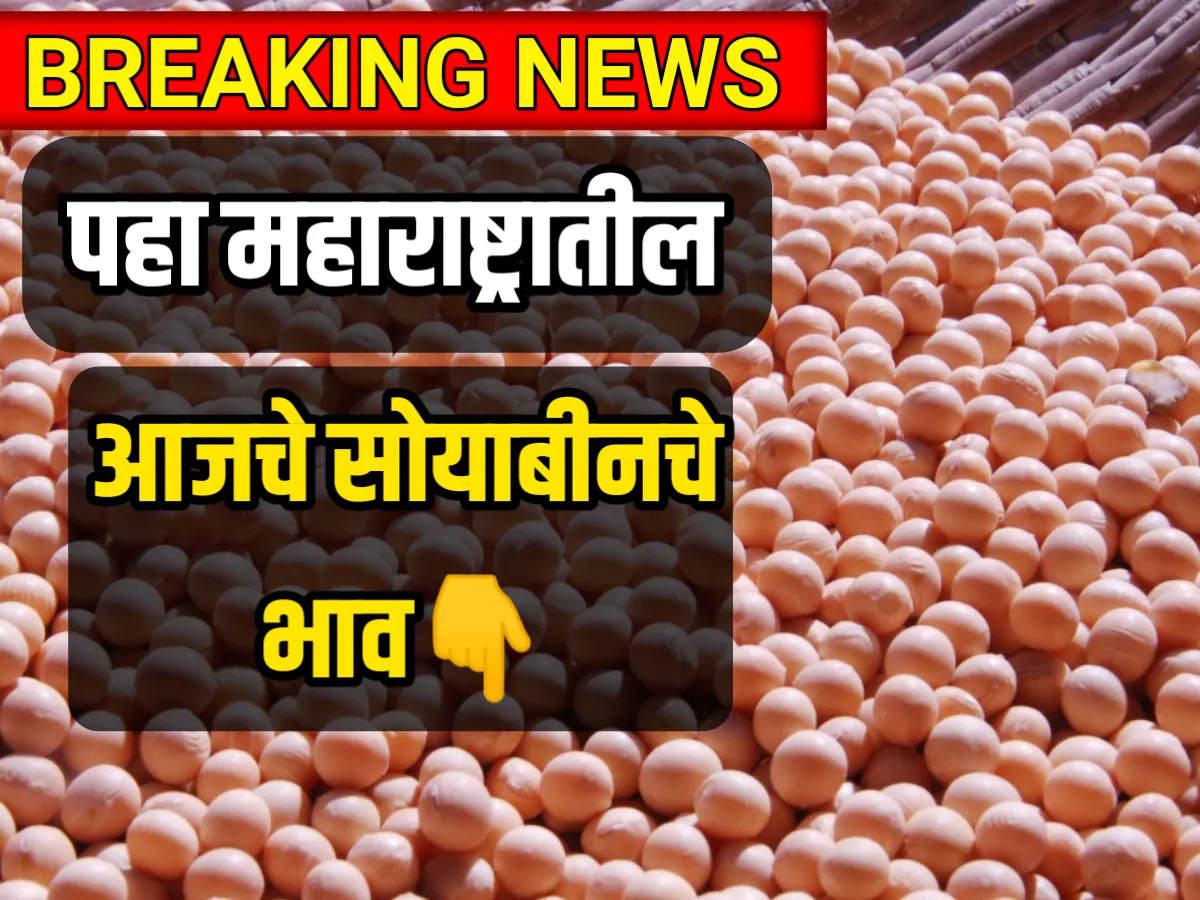 Soybean Price, आजचे सोयाबीनचे भाव,