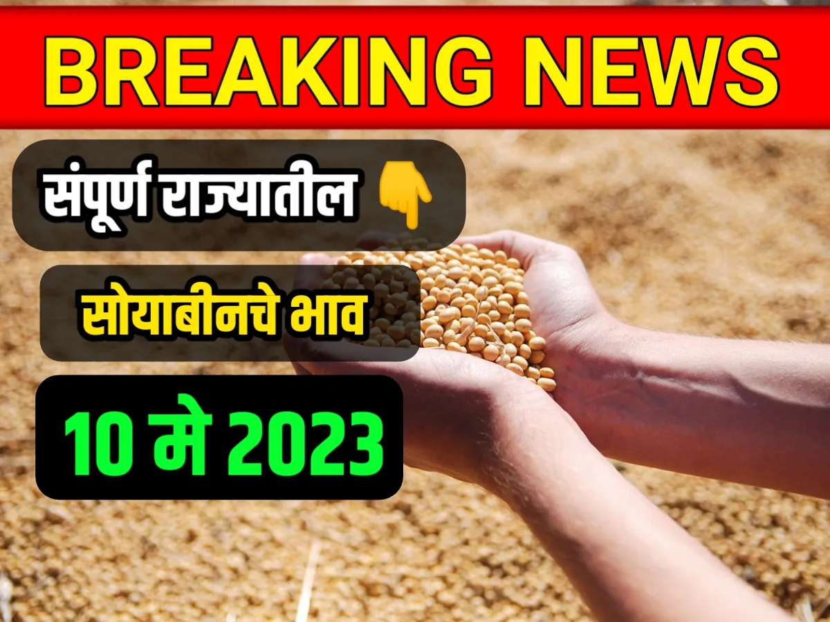 Soybean Rate : आजचे सोयाबीनचे भाव 10 मे 2023