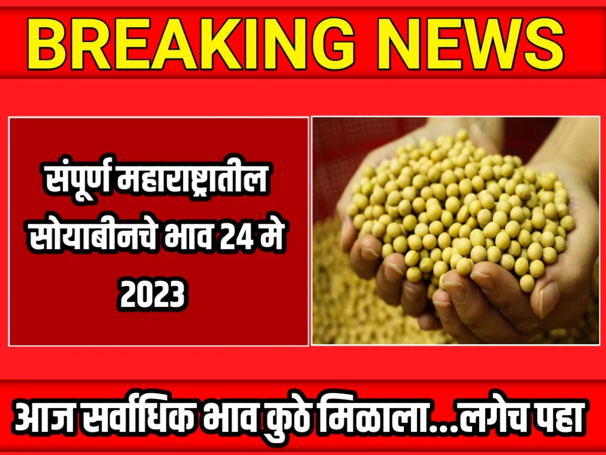 Soybean Rate : आजचे हरभराचे भाव 24 मे 2023