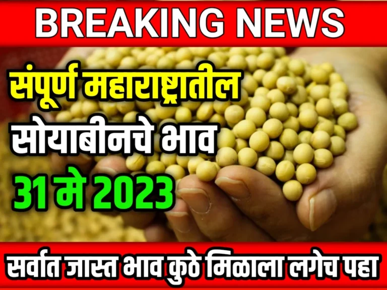 Soybean Rate : आजचे सोयाबीनचे भाव 31 मे 2023