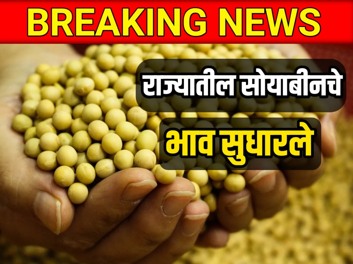 Soybean Rate : आजचे सोयाबीनचे भाव 13 मे 2023