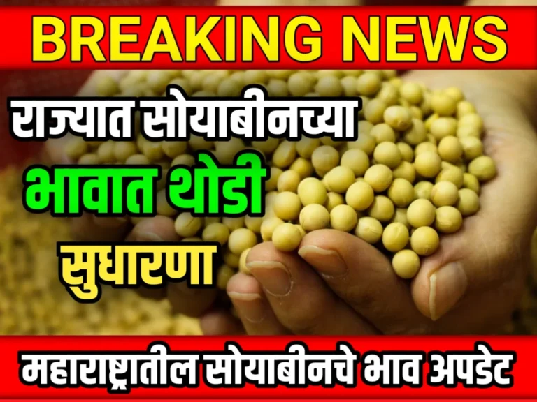 Soybean Rate : आजचे सोयाबीनचे भाव 17 मे 2023