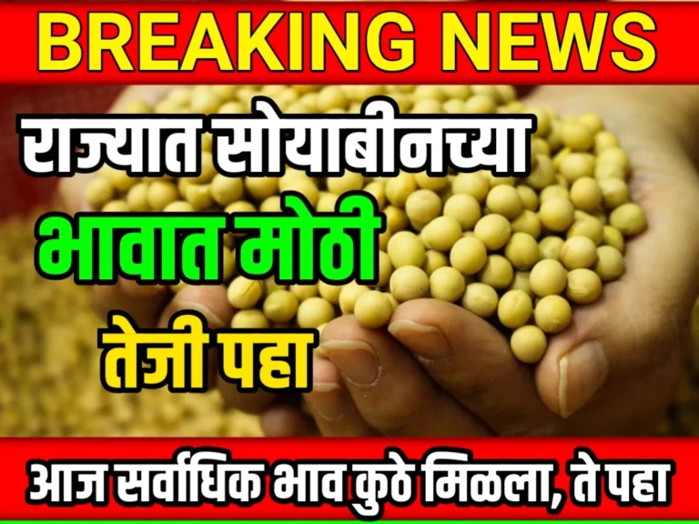 Soybean Rate : आजचे सोयाबीनचे भाव 18 मे 2023