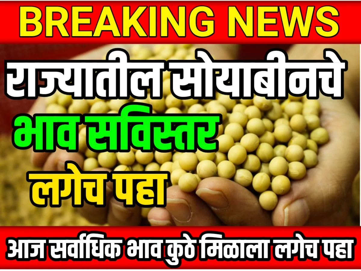 Soybean Rate : आजचे सोयाबीनचे भाव 19 मे 2023