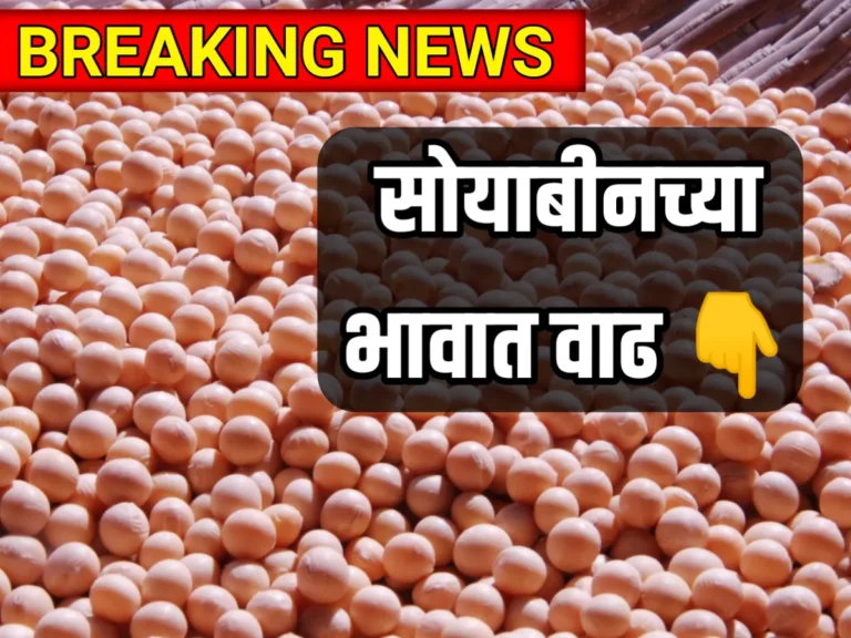 Soybean Rate : सोयाबीन भावात वाढ, सविस्तर माहिती