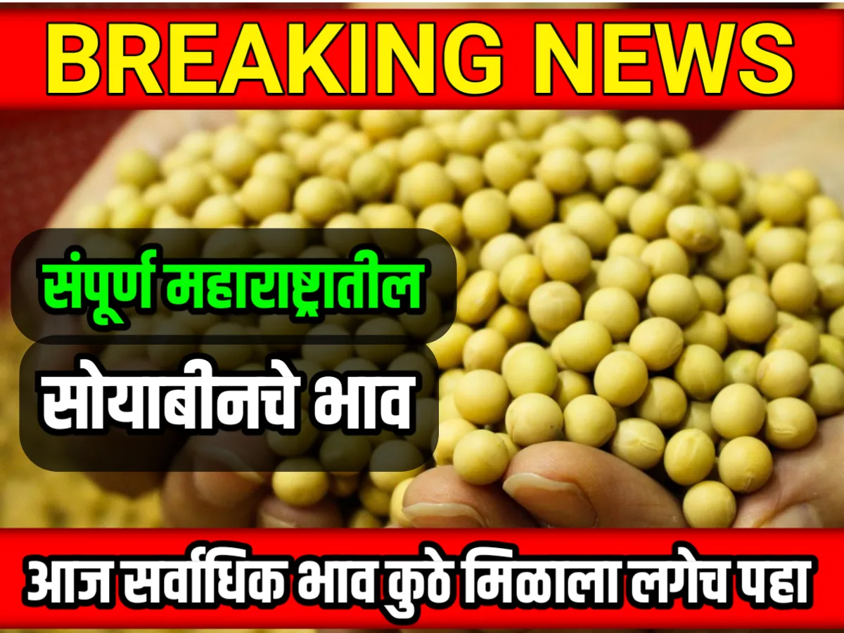 Soybean Rate : आजचे सोयाबीनचे भाव 22 मे 2023