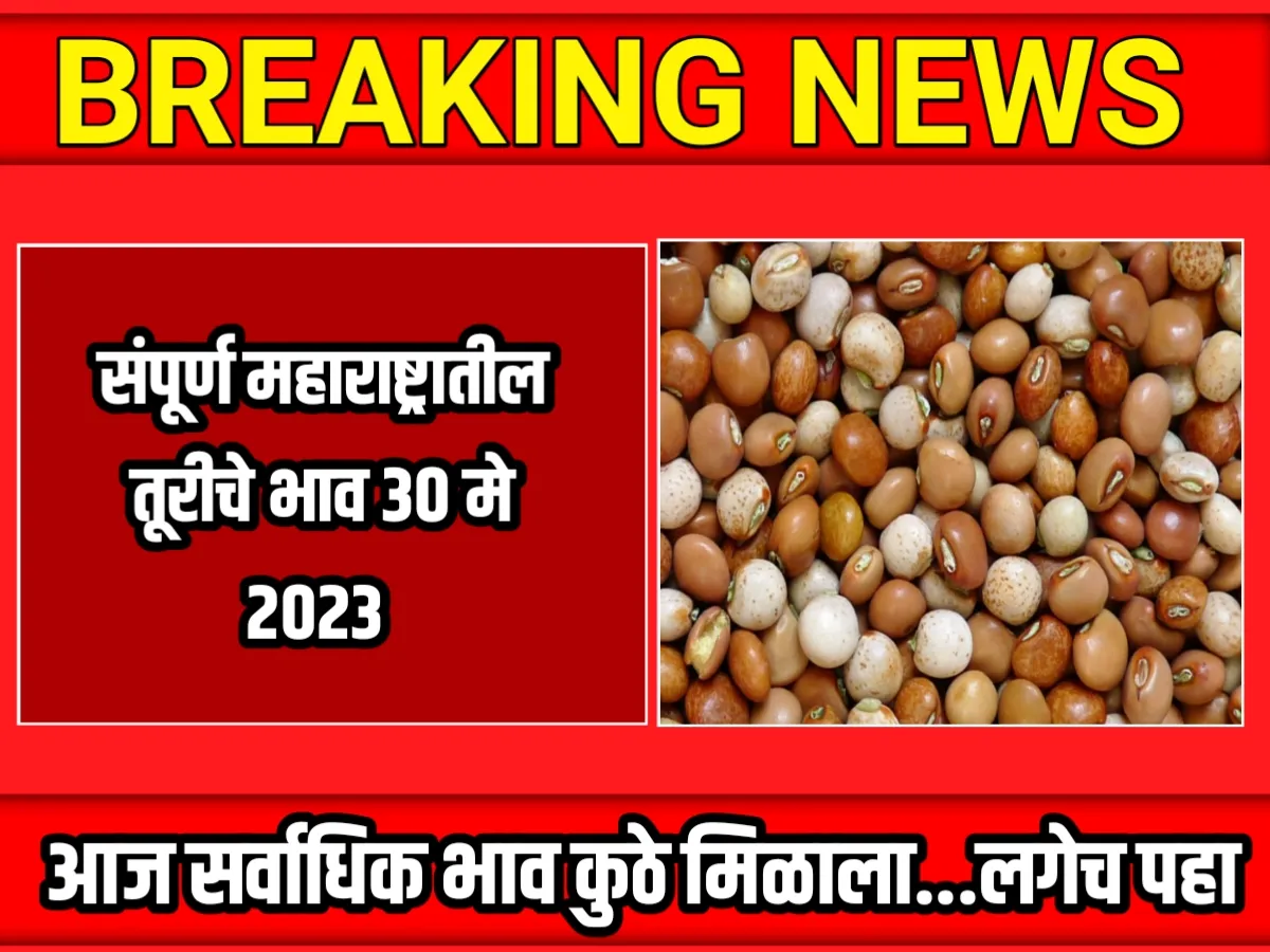 Tur Rate : आजचे तूरीचे भाव 30 मे 2023