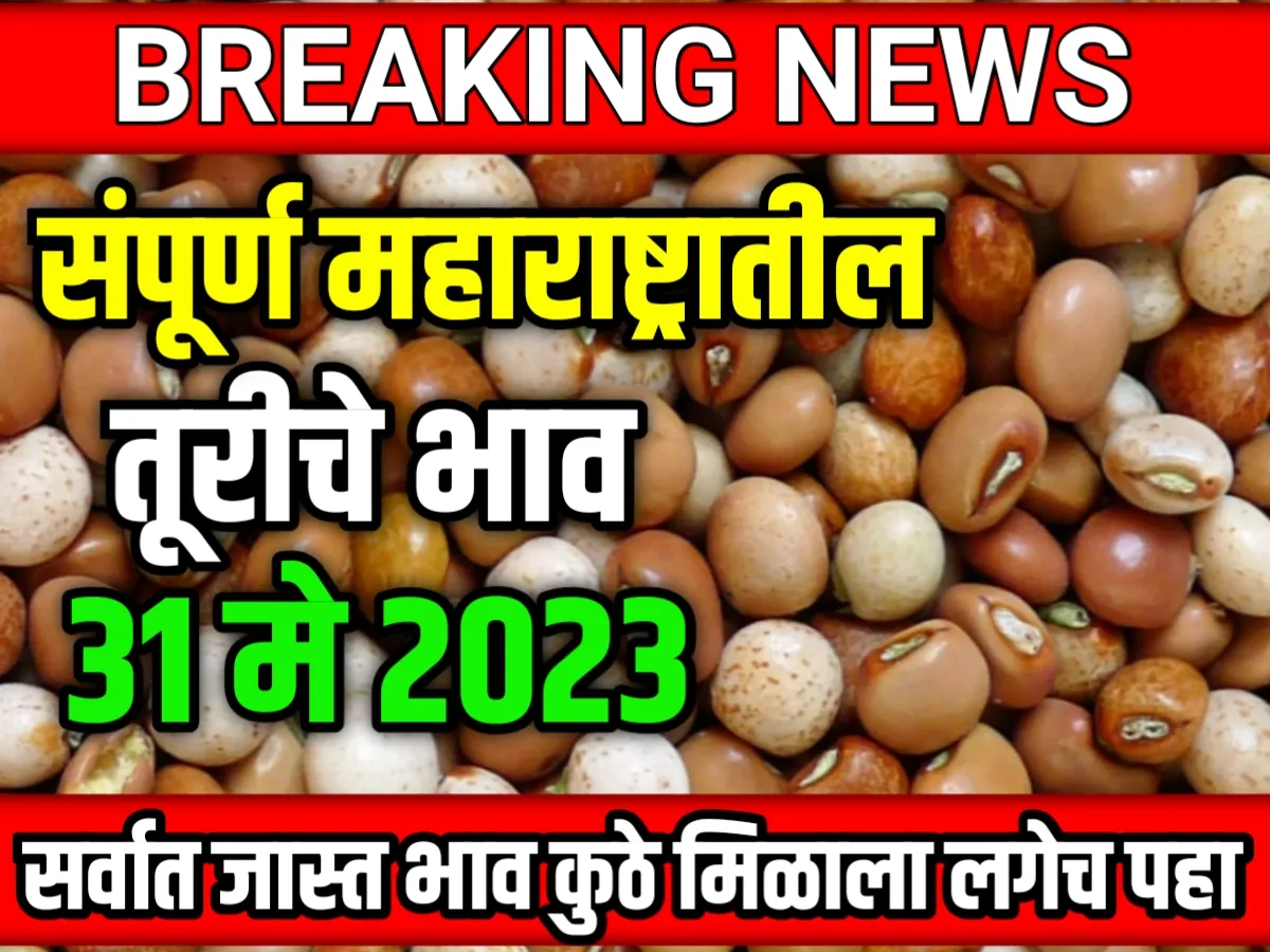 Tur Rate : आजचे तूरीचे भाव 31 मे 2023