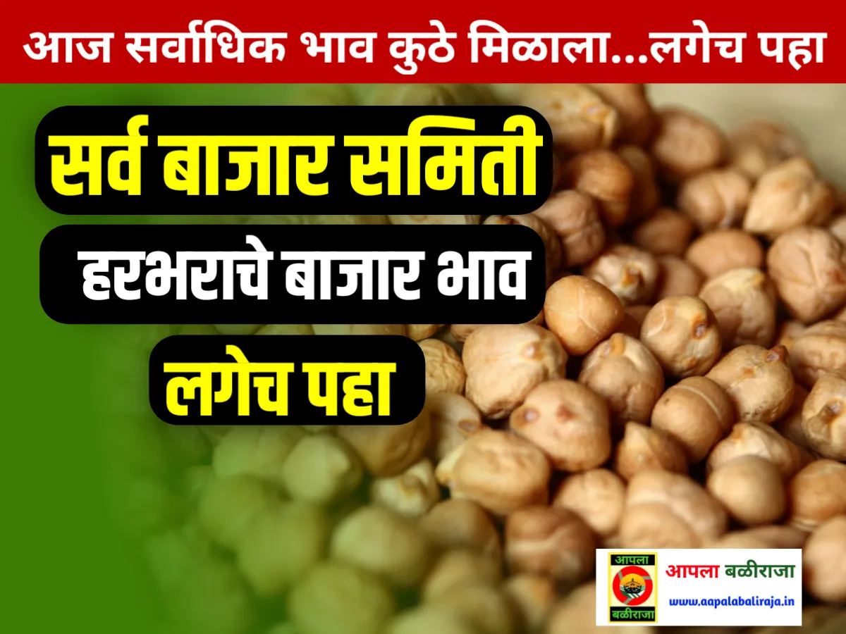 Chana Market Price Today : आजचे हरभराचे भाव 21 जून 2023 महाराष्ट्र