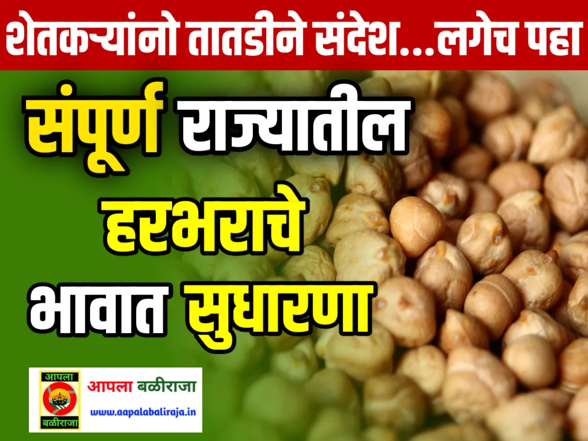 Chana Market Price Today : आजचे हरभराचे भाव 20 जून 2023 महाराष्ट्र