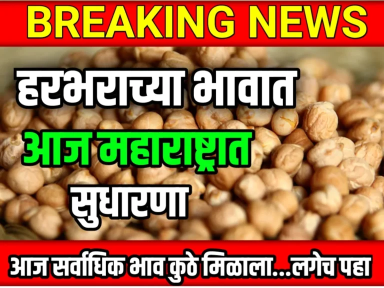 Chana Rate : आजचे हरभराचे भाव 07 जून 2023