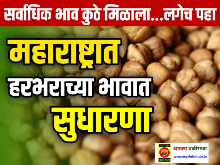 Chana Rate : आजचे हरभराचे भाव 19 जून 2023