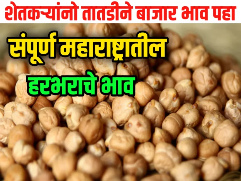 Chana Rate : आजचे हरभराचे भाव 08 जून 2023