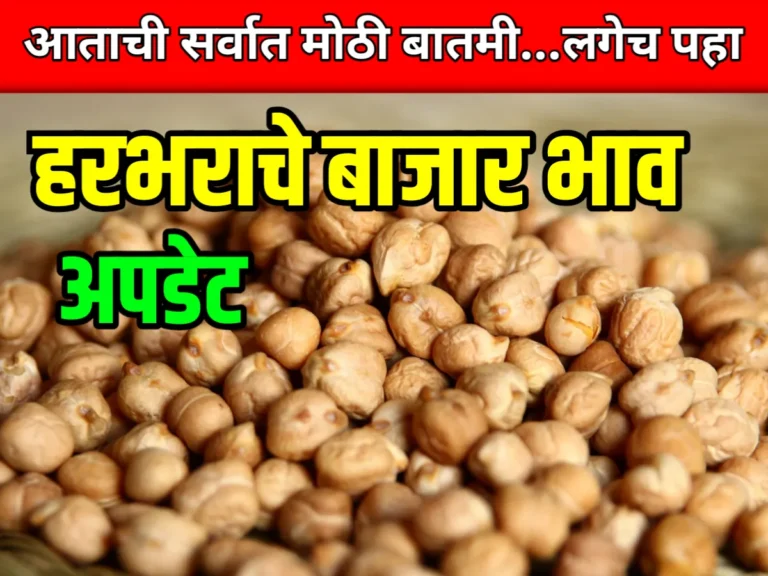 Chana Rate : आजचे हरभराचे भाव 10 जून 2023