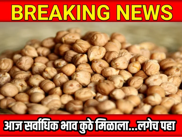 Chana Rate : आजचे हरभराचे भाव 12 जून 2023