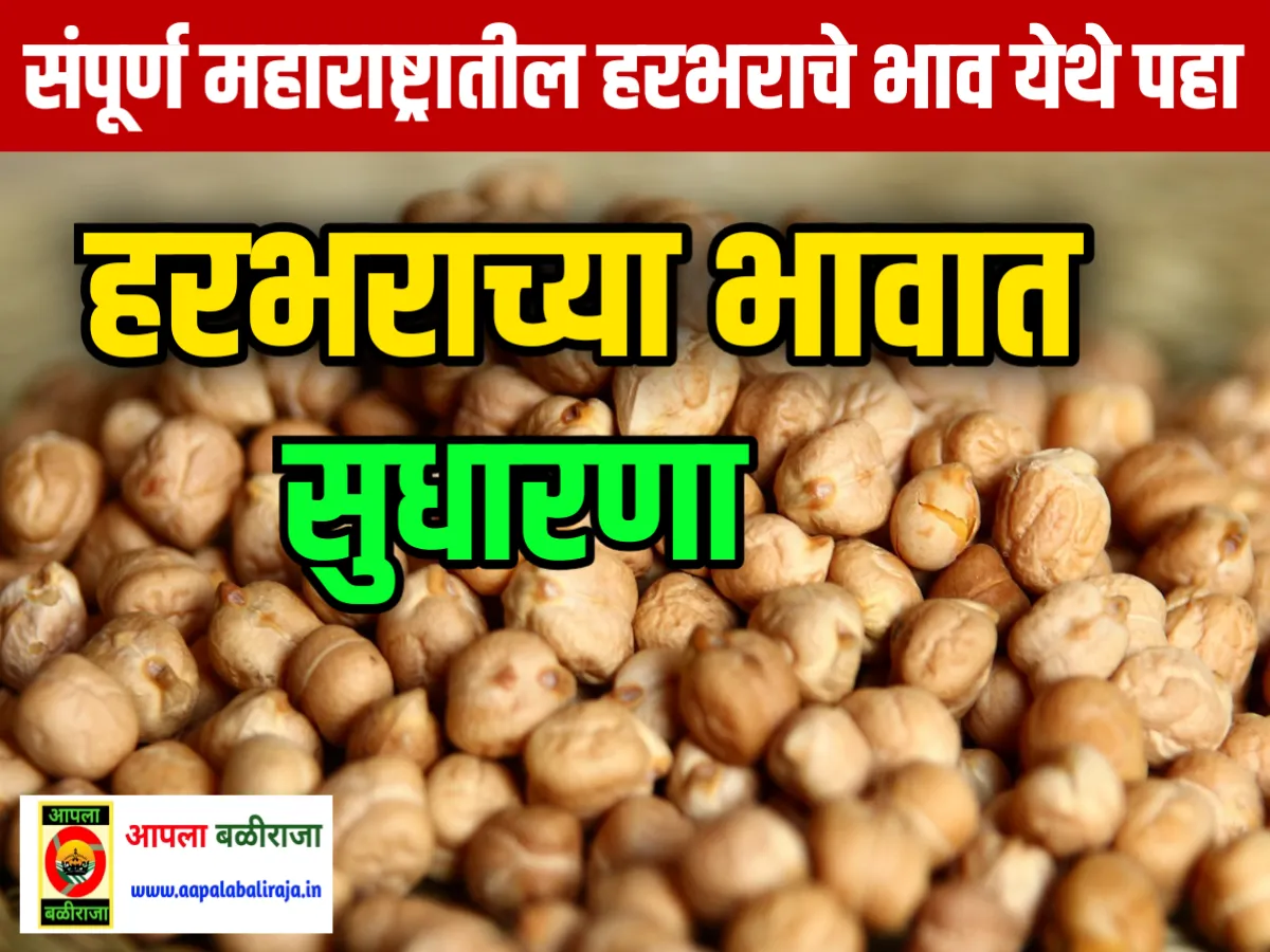 Chana Rate : आजचे हरभराचे भाव 13 जून 2023 महाराष्ट्र