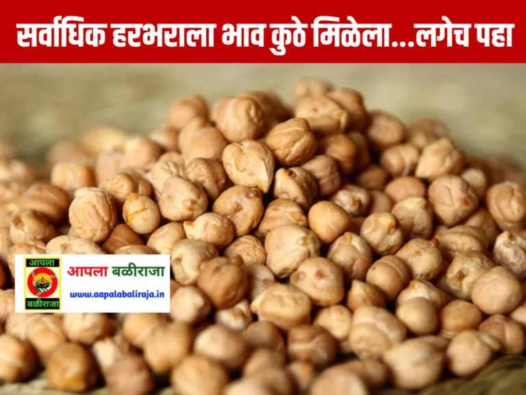 Chana Rate : आजचे हरभराचे भाव 14 जून 2023