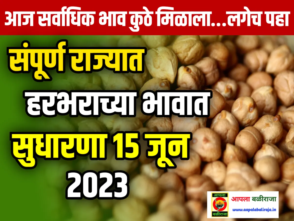 Chana Rate : आजचे हरभराचे भाव 15 जून 2023 महाराष्ट्र