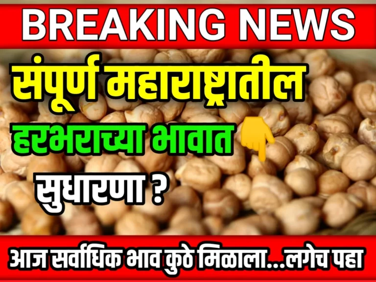 Chana Rate : आजचे हरभराचे भाव 06 जून 2023