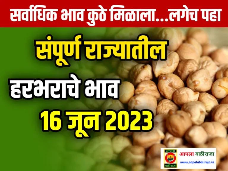 Chana Market Price Today : आजचे हरभराचे भाव 16 जून 2023 महाराष्ट्र