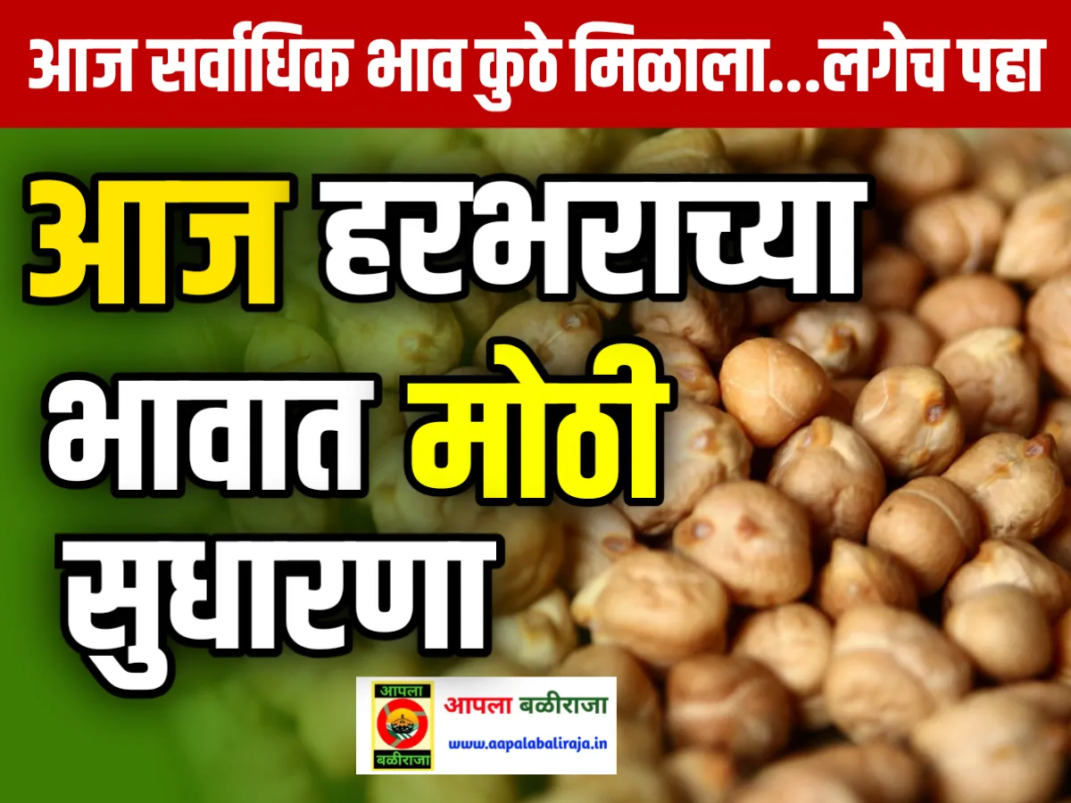 Chana Rate : आजचे हरभराचे भाव 17 जून 2023 महाराष्ट्र