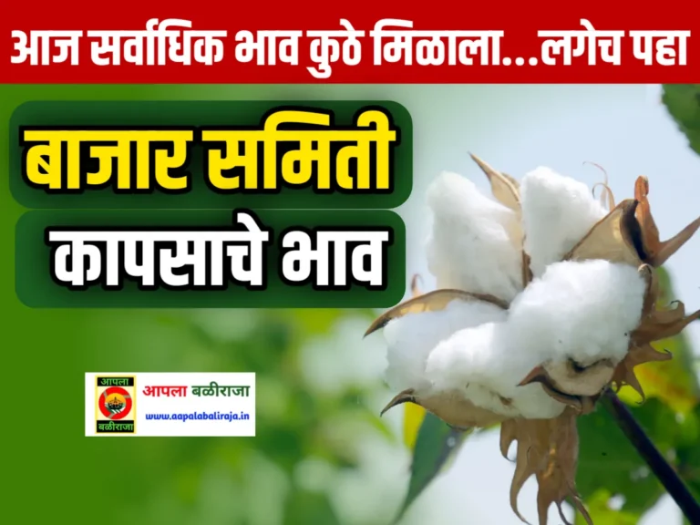 Cotton Market Rate Today : आजचे कापसाचे भाव 24 जून 2023 महाराष्ट्र