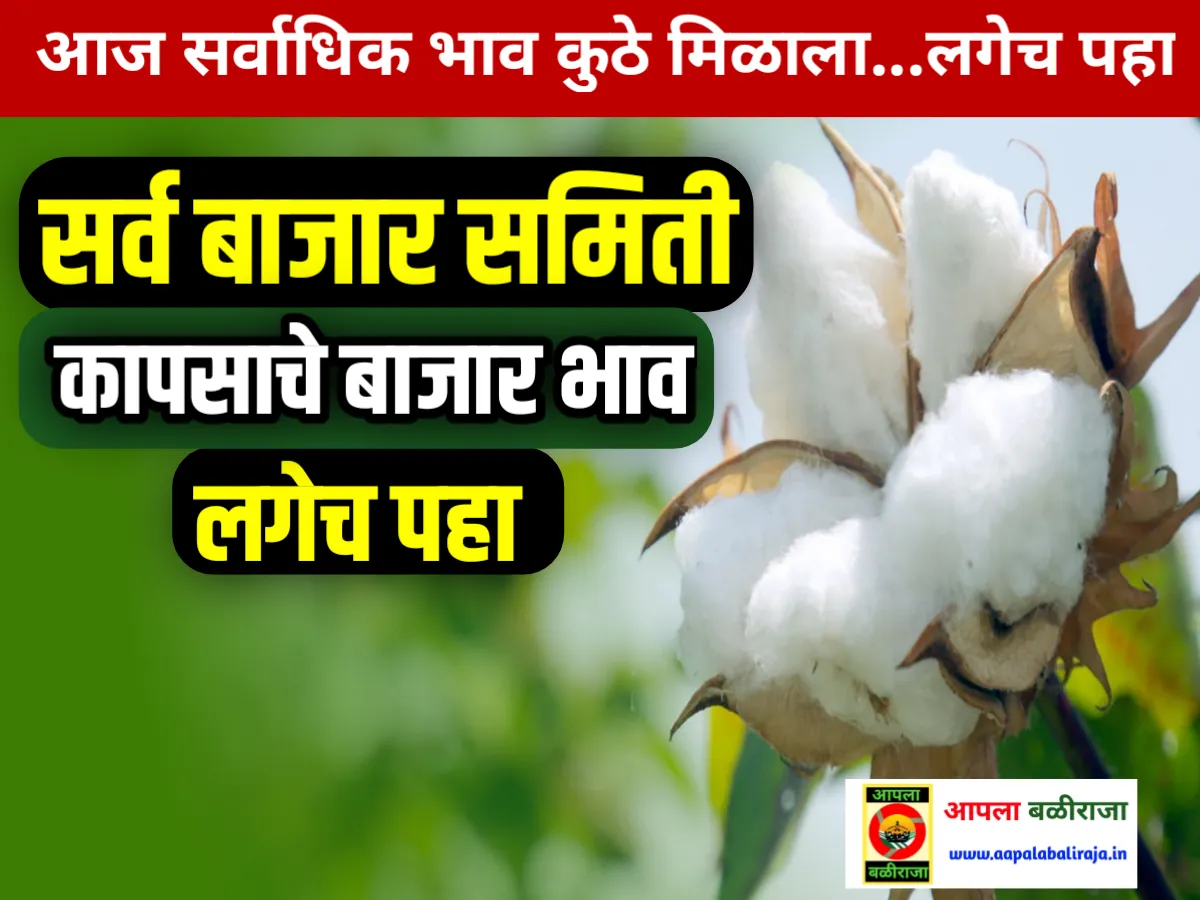 Cotton Market Rate Today : आजचे कांद्याचे भाव 21 जून 2023 महाराष्ट्र