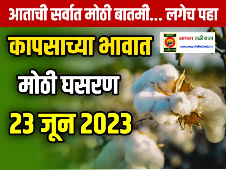 Cotton Market Rate Today : आज 23 जून 2023 कापसाच्या भावात मोठी घसरण