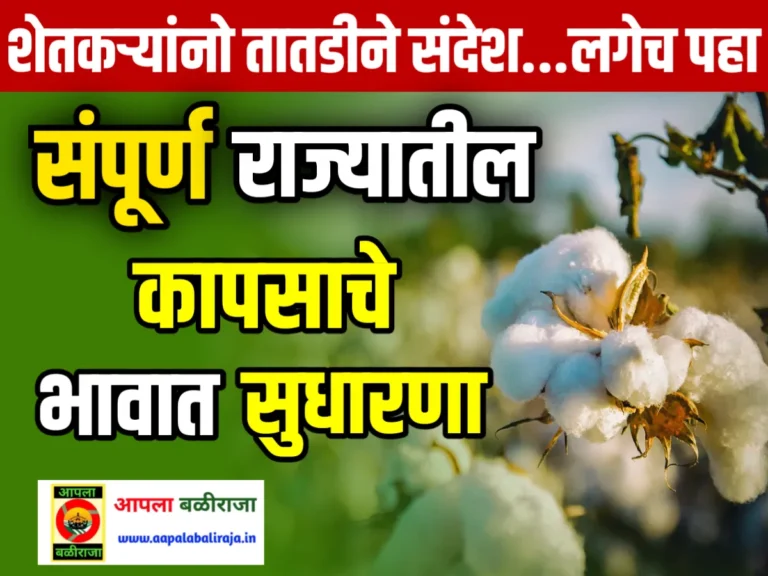 Cotton Market Rate Today : आजचे कापसाचे भाव 20 जून 2023 महाराष्ट्र