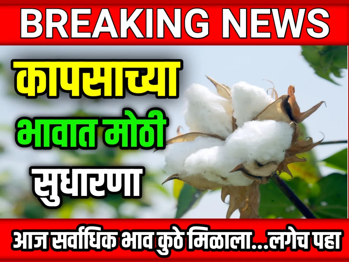 Cotton Rate : आजचे कापसाचे भाव 05 मे 2023