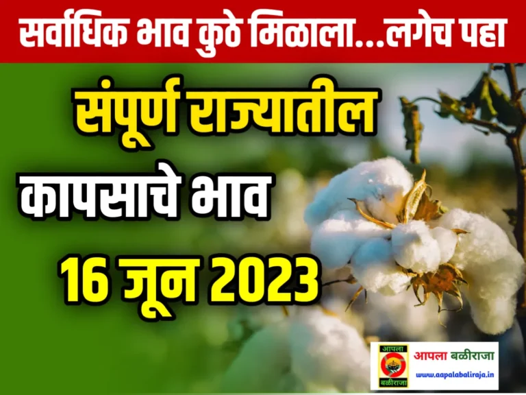 Cotton Rate : आजचे कापसाचे भाव 16 जून 2023 महाराष्ट्र