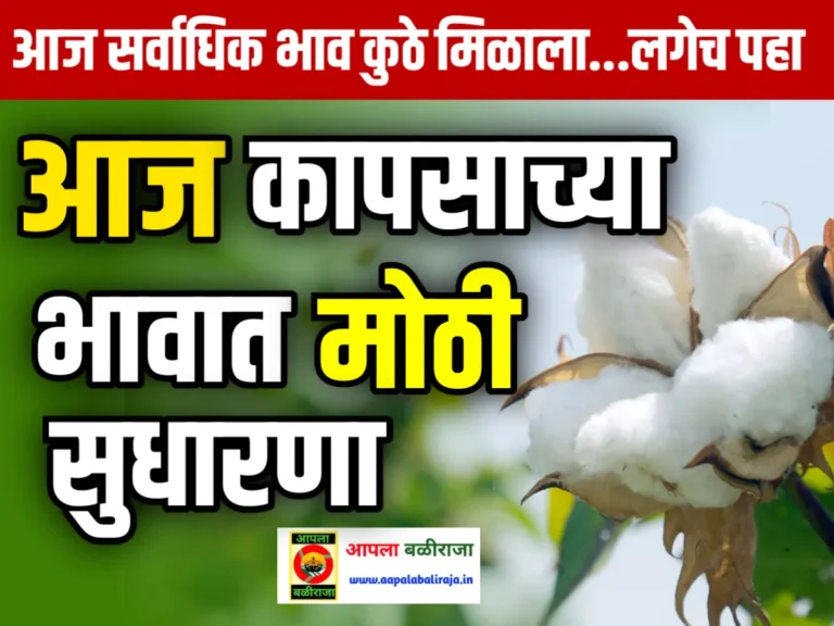 Cotton Rate : आजचे कापसाचे भाव 17 जून 2023 महाराष्ट्र