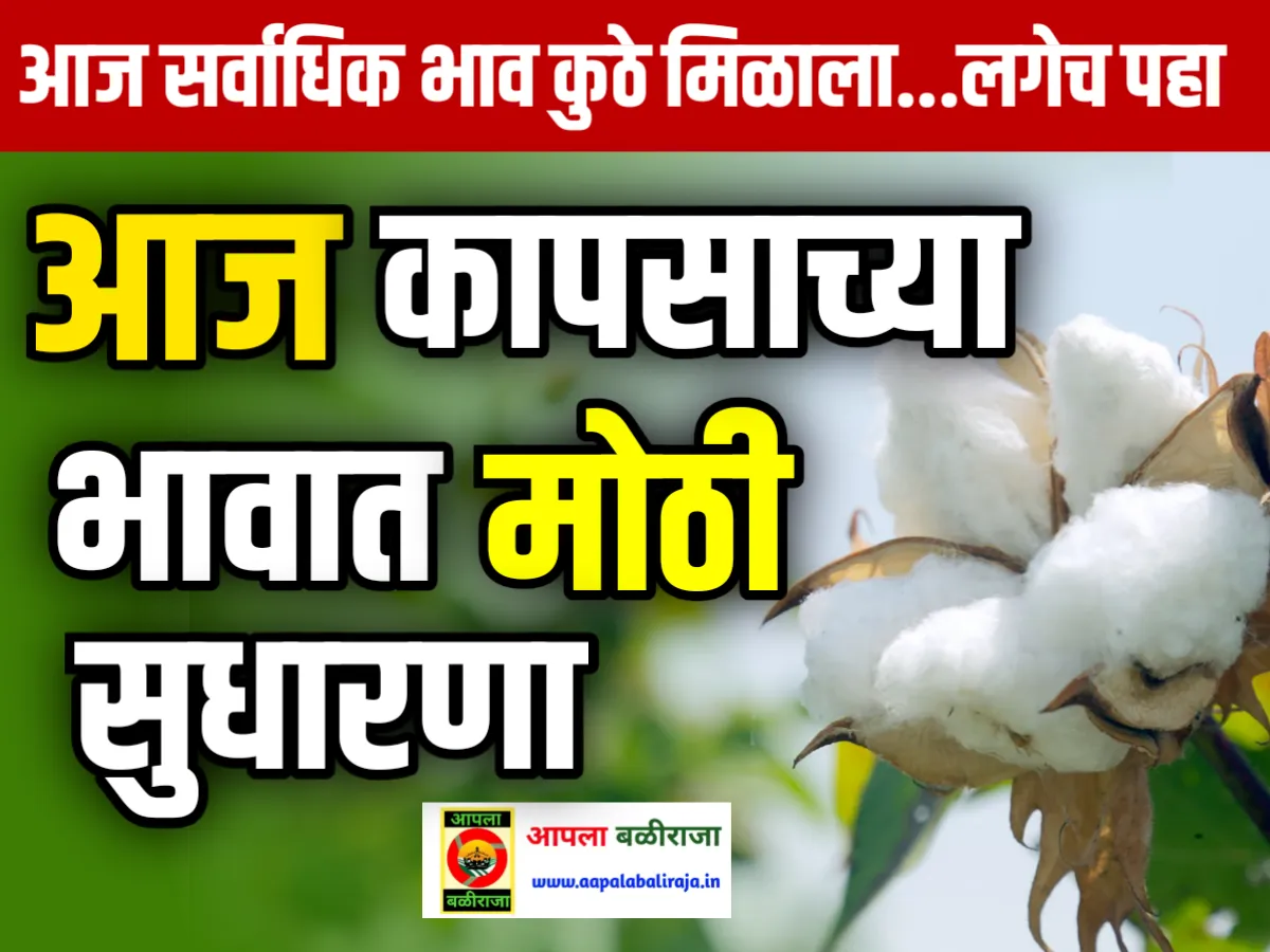 Cotton Rate : आजचे कापसाचे भाव 17 जून 2023 महाराष्ट्र