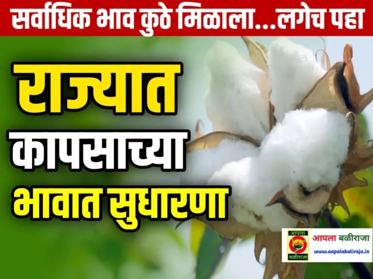 Cotton Rate : आजचे कापसाचे भाव 18 जून 2023