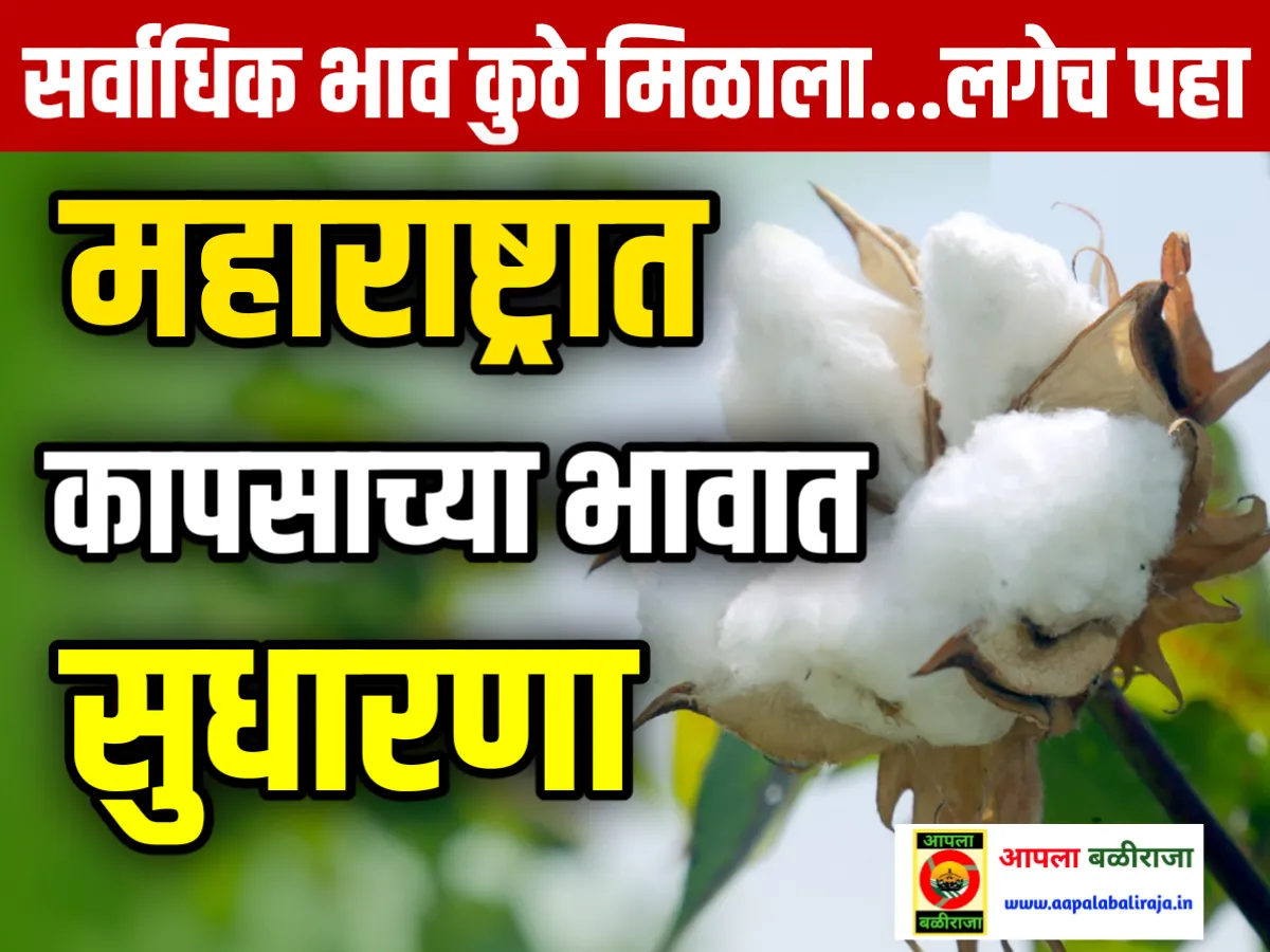 Cotton Rate : आजचे कापसाचे भाव 19 जून 2023