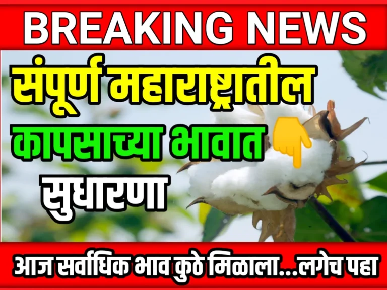 Cotton Rate : आजचे कापसाचे भाव 6 जून 2023