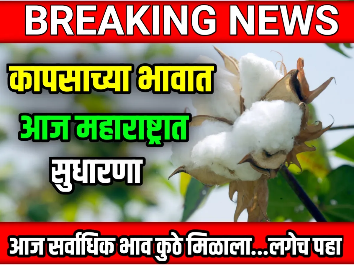 Cotton Rate : आजचे कापसाचे भाव 07 जून 2023