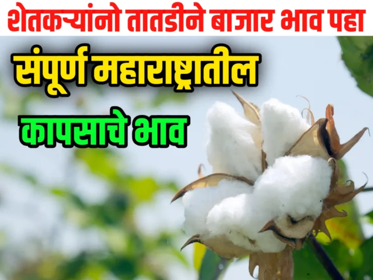 Cotton Rate : आजचे कापसाचे भाव 08 जून 2023