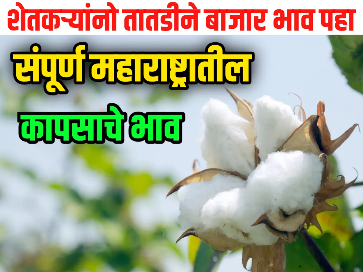 Cotton Rate : आजचे कापसाचे भाव 08 जून 2023