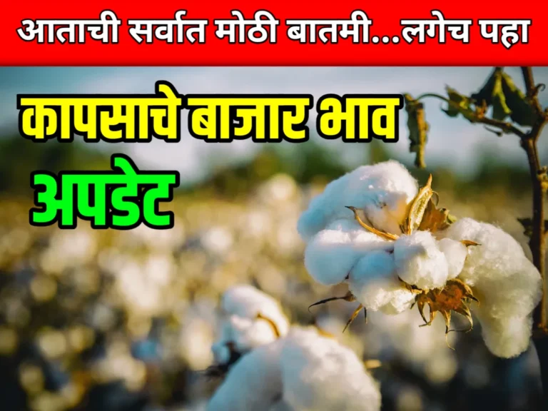 Cotton Rate : आजचे कापसाचे भाव 10 जून 2023