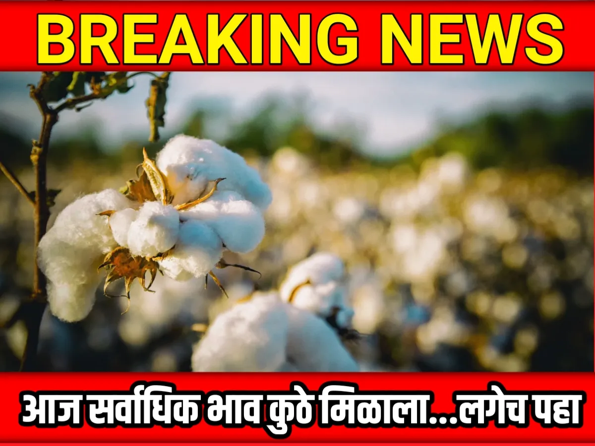 Cotton Rate : आजचे कापसाचे भाव 12 जून 2023