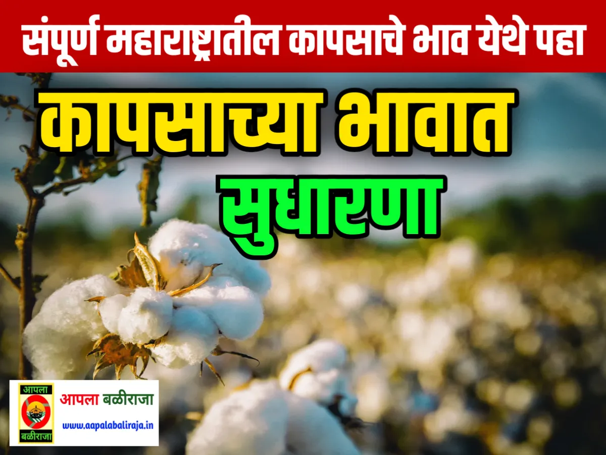 Cotton Rate : आजचे कापसाचे भाव 13 जून 2023