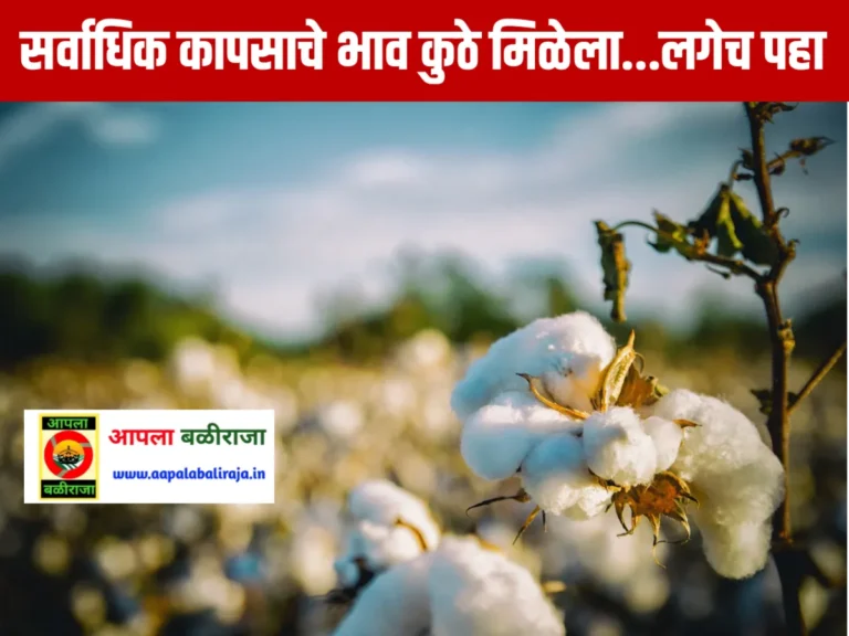 Cotton Rate : आजचे कापसाचे भाव 14 जून 2023