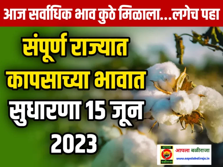 Cotton Rate : आजचे कापसाचे भाव 15 जून 2023 महाराष्ट्र