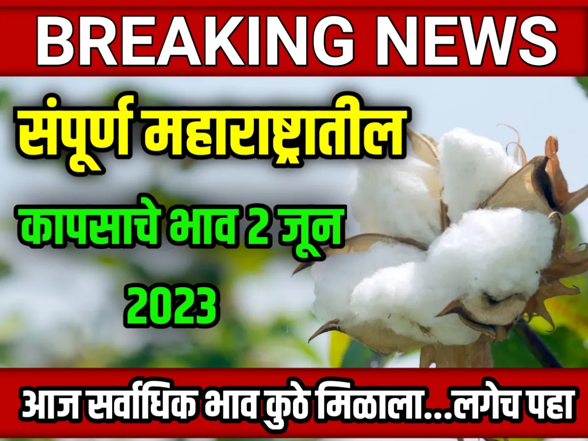 Cotton Rate : आजचे कापसाचे भाव 02 जून 2023