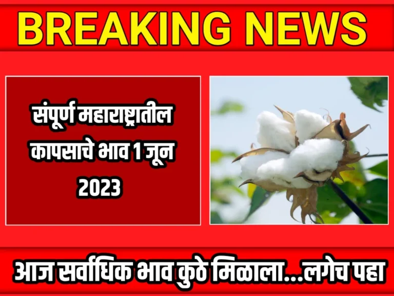 Cotton Rate : आजचे कापसाचे भाव 1 जून 2023