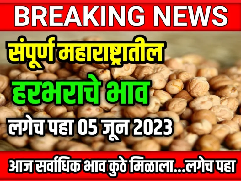 Chana Rate : आजचे हरभराचे भाव 05 जून 2023