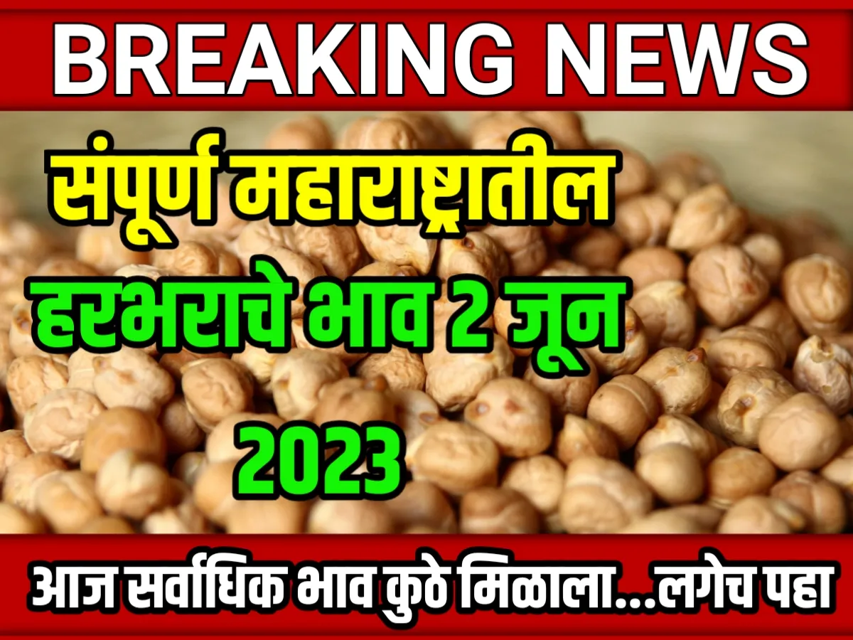 Chana Rate : आजचे हरभराचे भाव 02 जून 2023