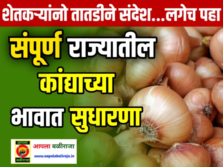 Onion Commodity Price : आजचे कांद्याचे भाव 20 जून 2023 महाराष्ट्र